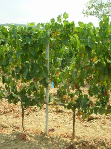 The physiology of Sangiovese and water stress in Montalcino by M. GATTI