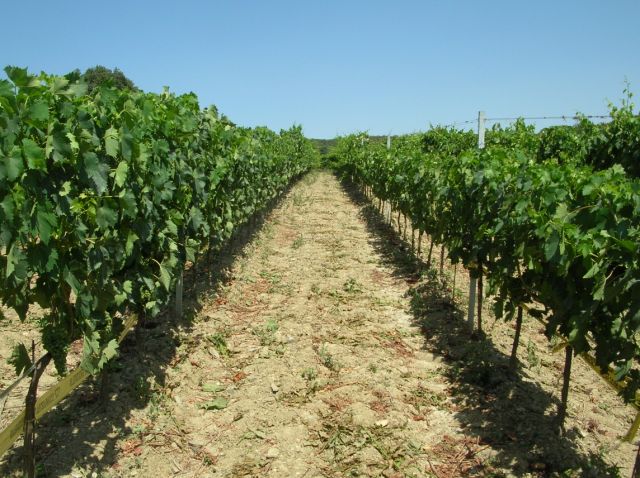 The physiology of Sangiovese and water stress in Montalcino by M. GATTI