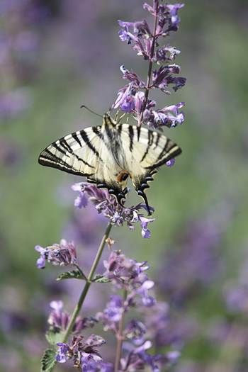 Farfalla giardino botanico Soldera