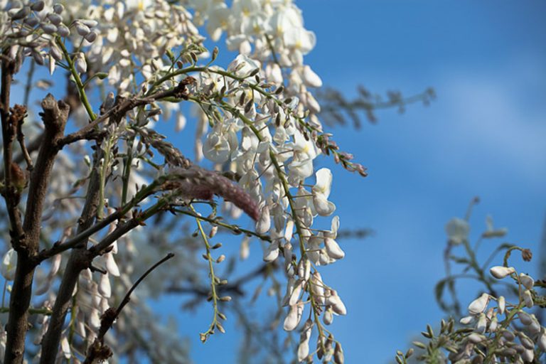 Glicine bianco giardino botanico Soldera