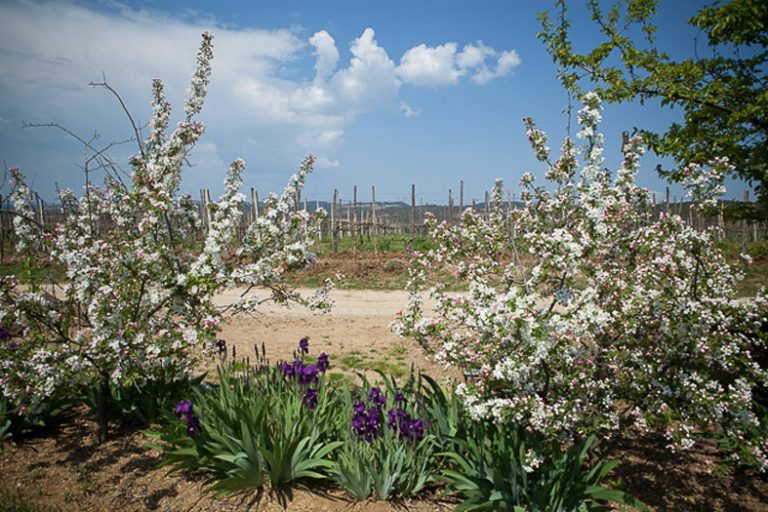 Malus Iris