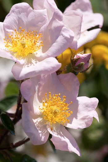 Rosa antica rosa giardino botanico Soldera